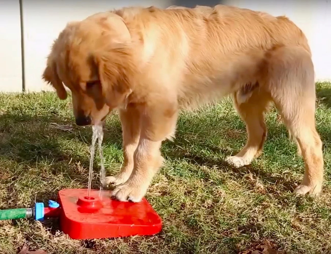 product design，Pet accessories，Water dispenser，Pawcet，
