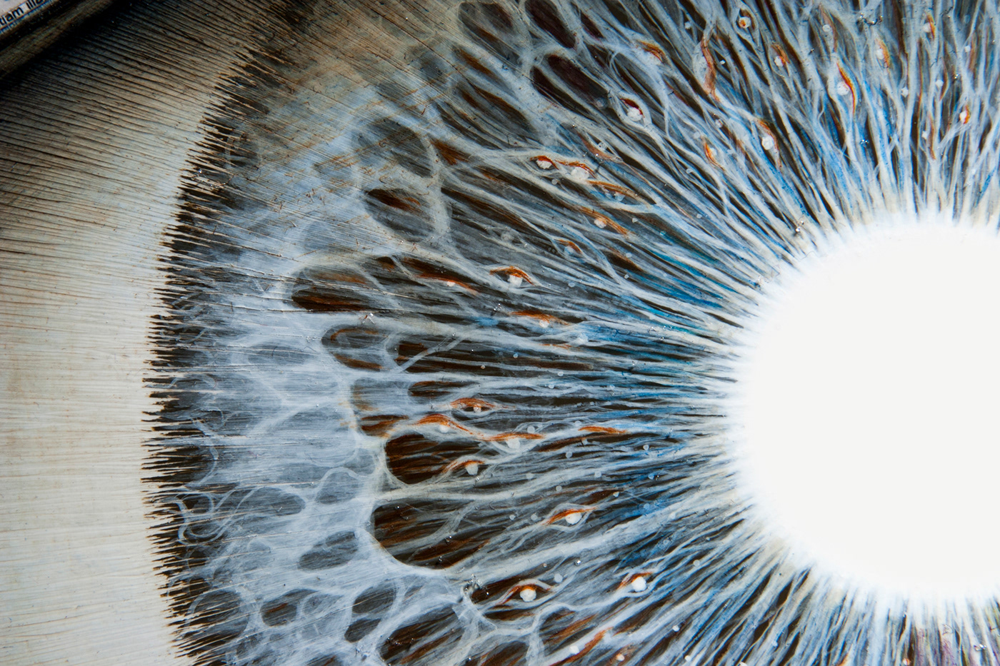 Salus opinion，Salus ，Salus，eye，Fine Arts，mapping，Artem Ogurtsov，