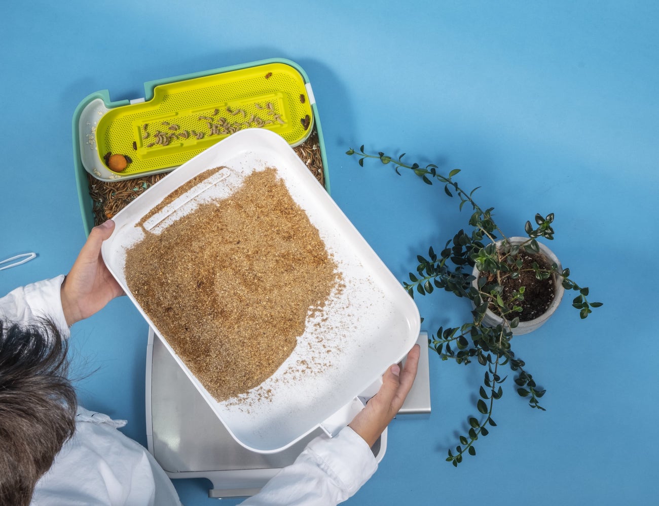 education，insect，equipment，Hive Explorer，adult，children，experiment，environment protection，