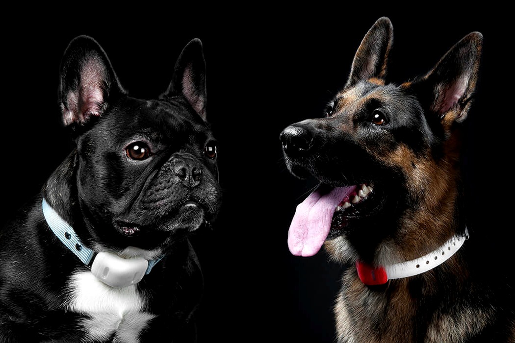 Pet Supplies & Pet，Pet collar，intelligence，RAWR，