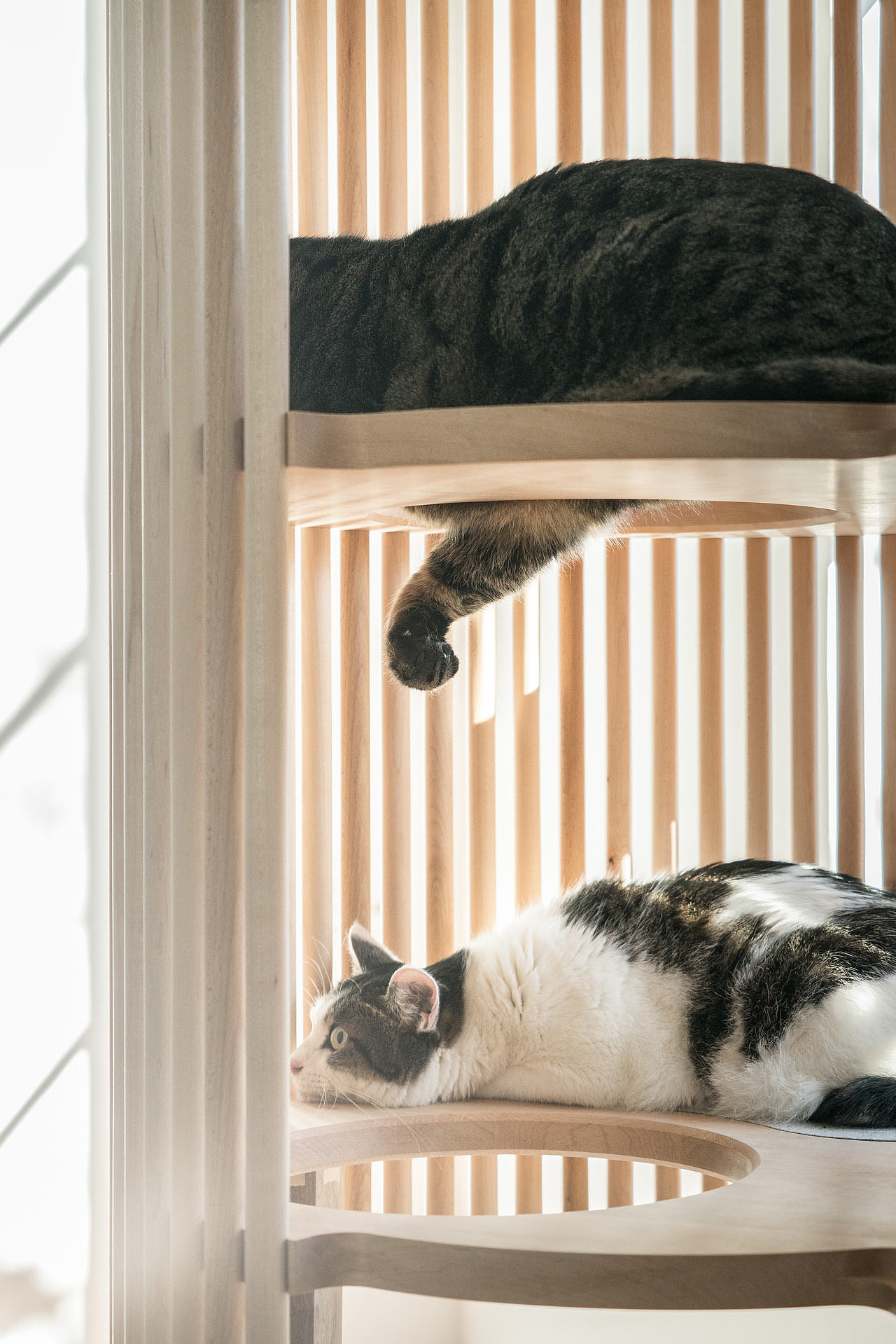 Someone，Cat tree，Home，Pets，Kitty，RINN，