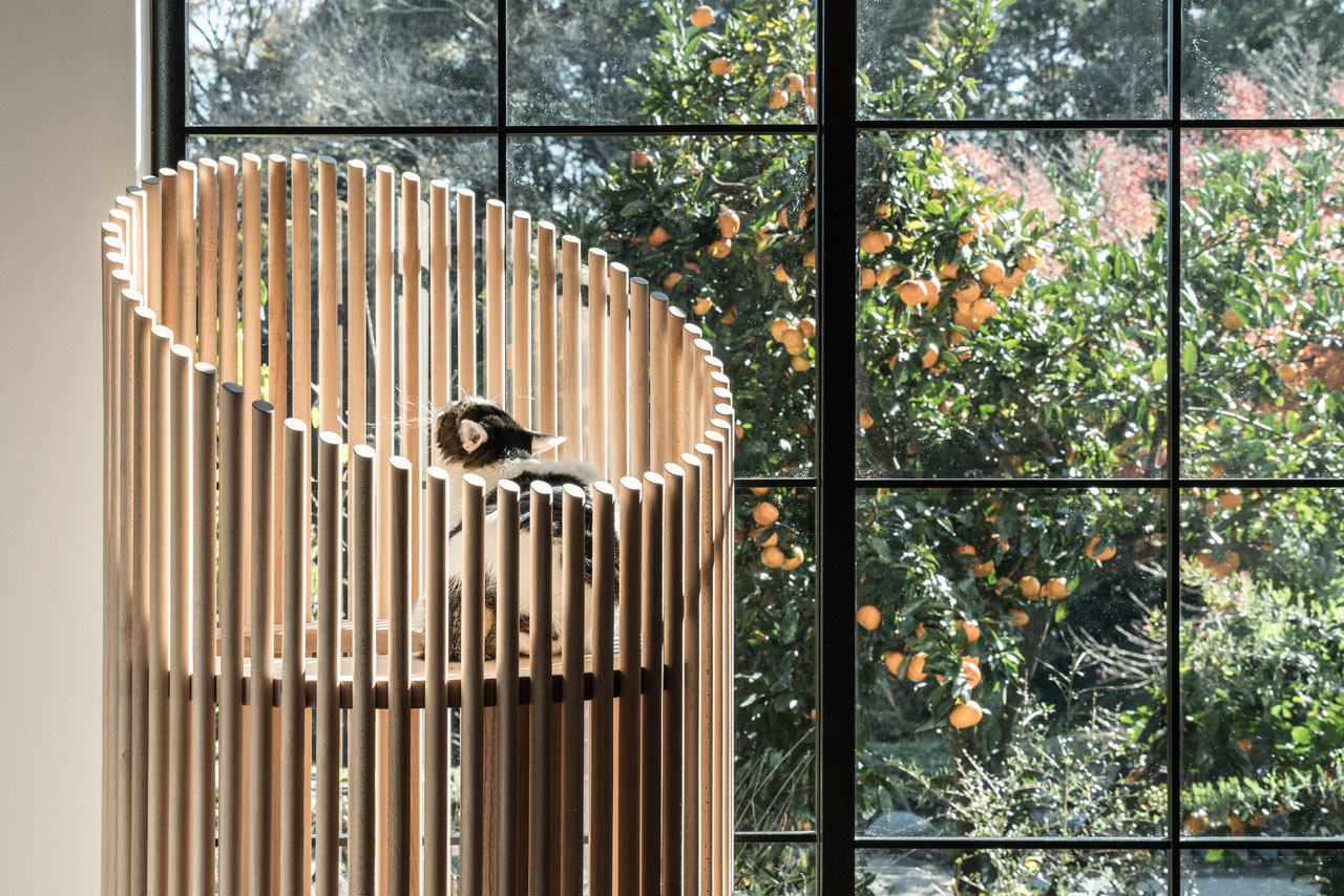 Someone，Cat tree，Home，Pets，Kitty，RINN，