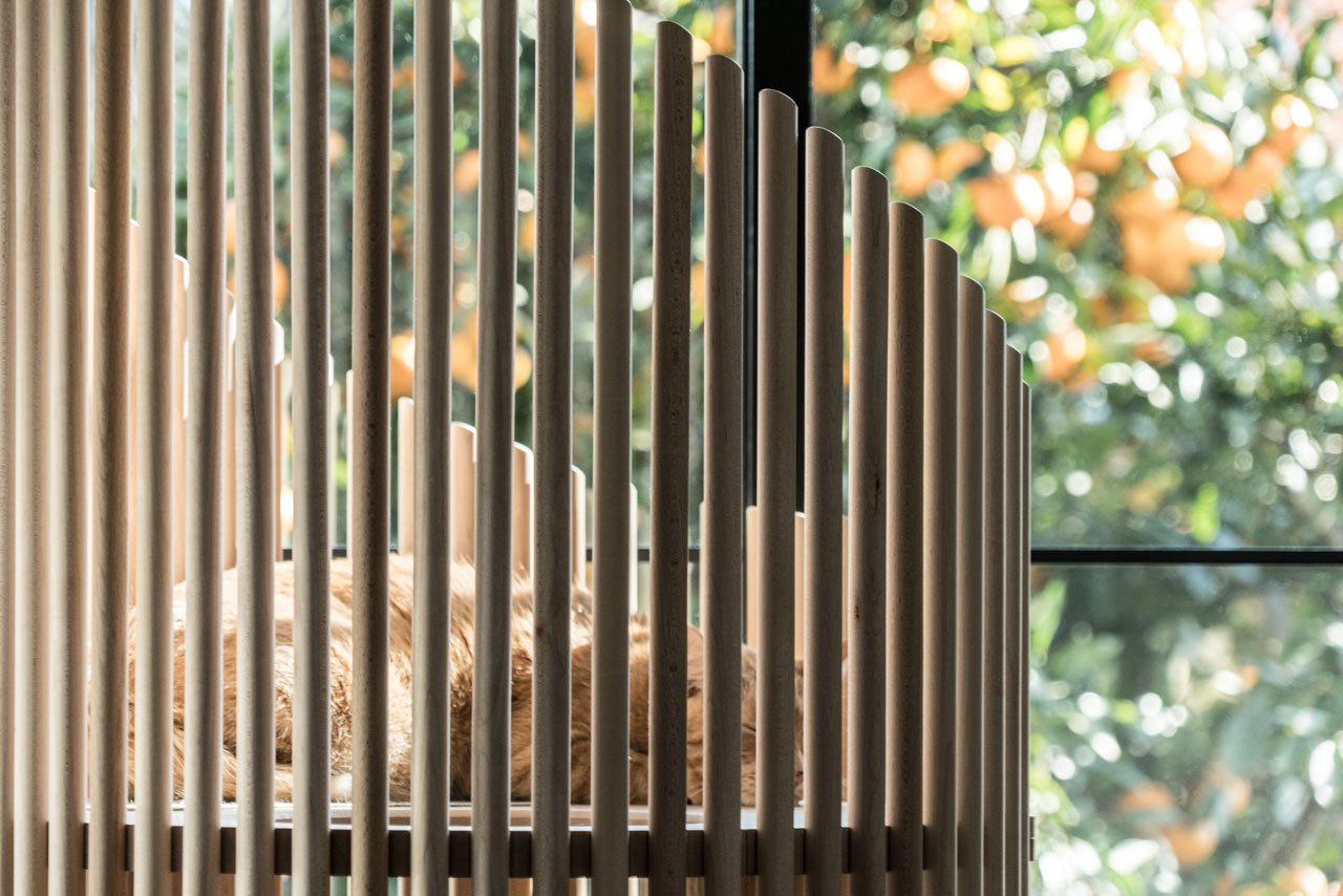 Someone，Cat tree，Home，Pets，Kitty，RINN，