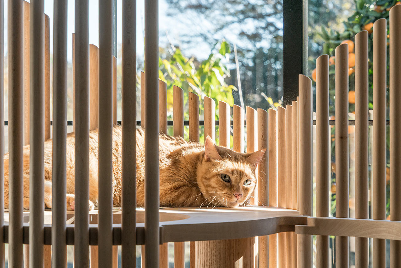 Someone，Cat tree，Home，Pets，Kitty，RINN，