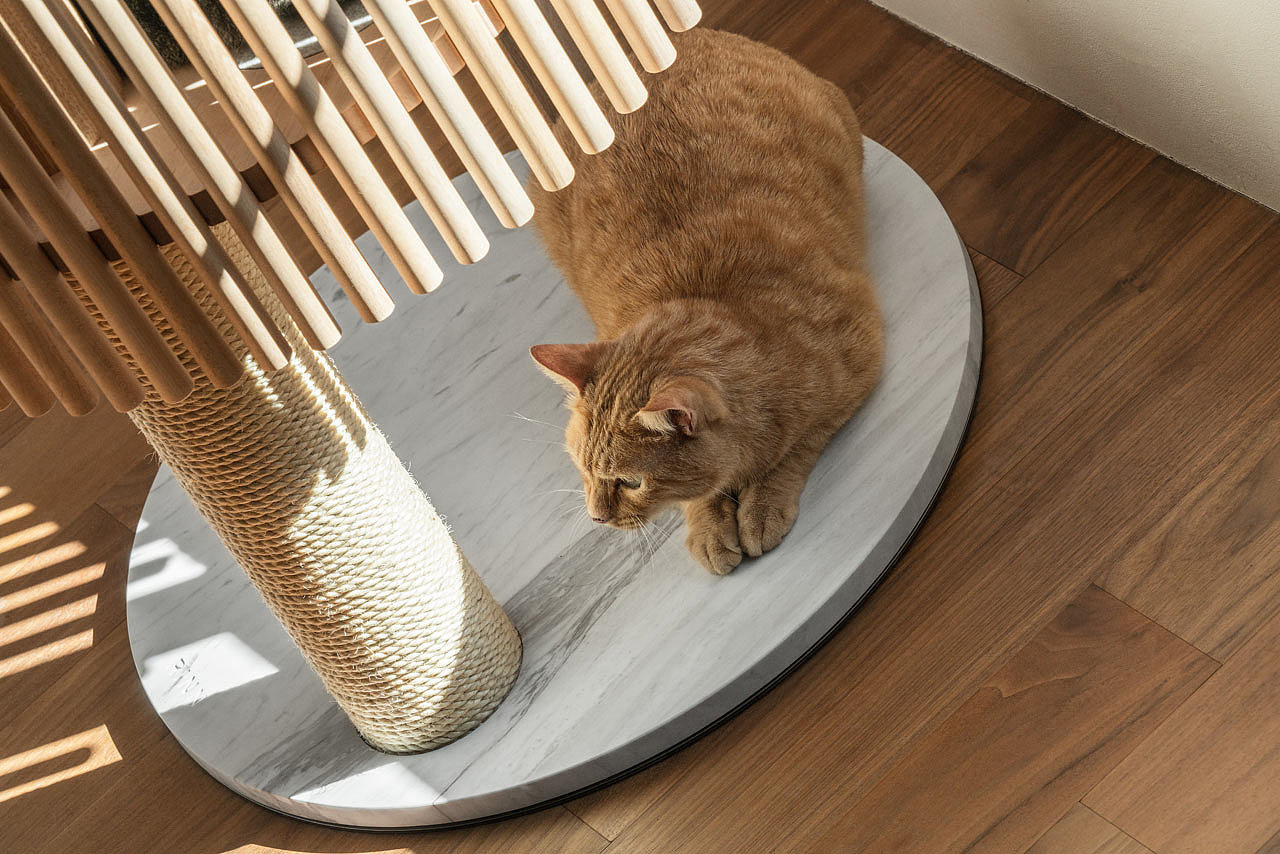 Someone，Cat tree，Home，Pets，Kitty，RINN，