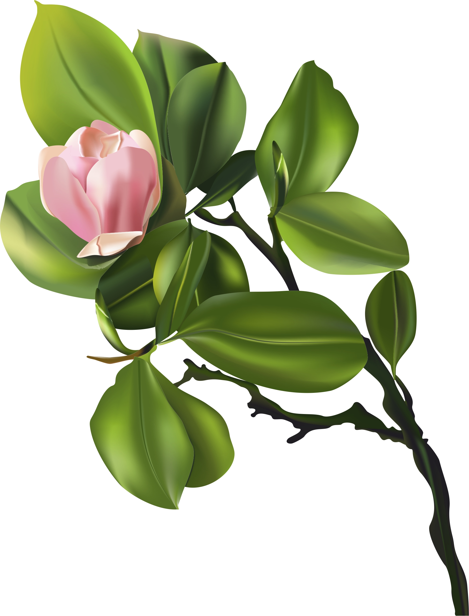 CDR，traditional Chinese painting，CDR plant painting，puppy，