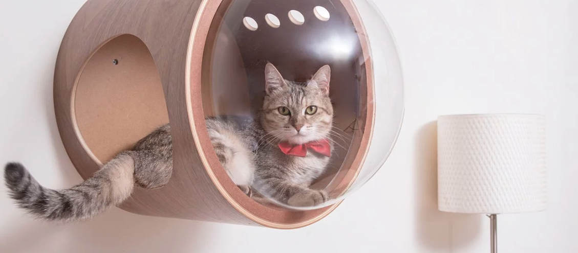 industrial design，cat，