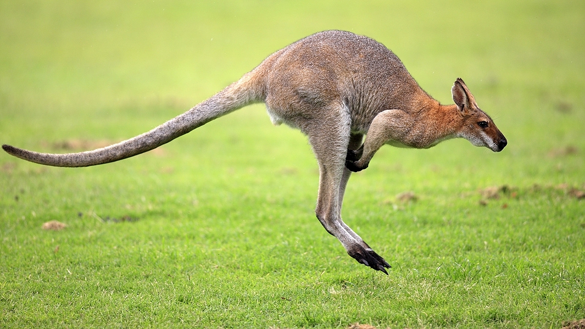 Kangaroo Robot，袋鼠机器人，人工智能，数码，