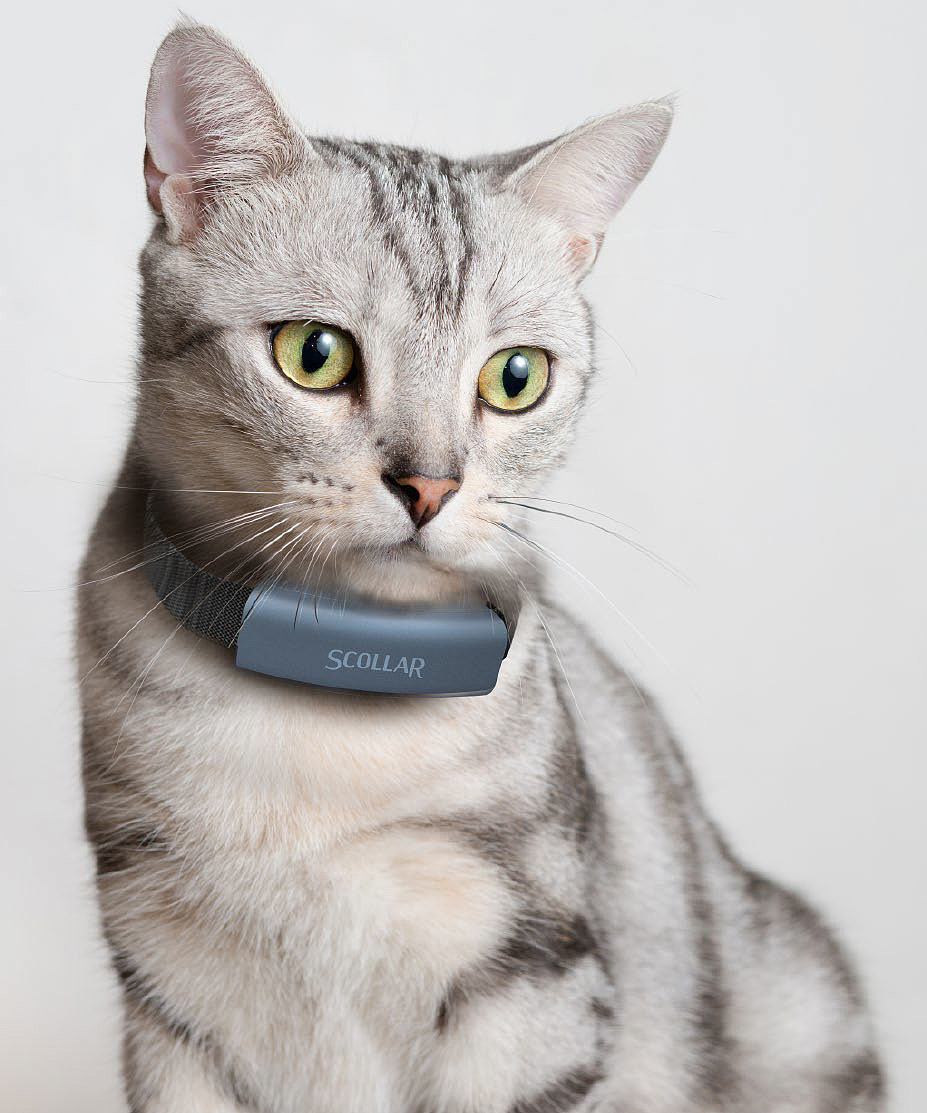 Pet Supplies & Pet，intelligence，Pet collar，Scollar，