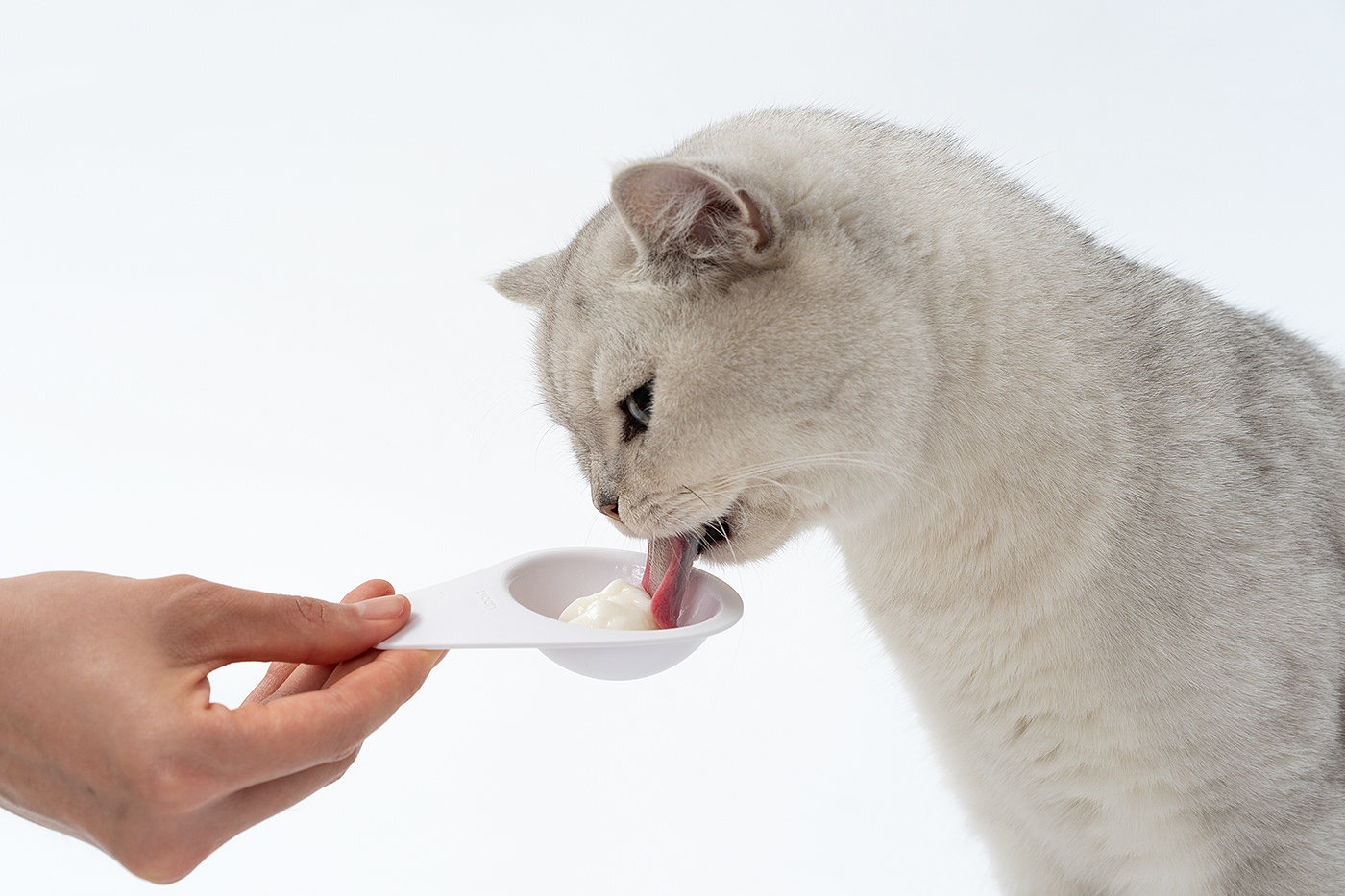 宠物，宠物周边，猫咪，撸猫，提篮，勺子，捉迷藏，