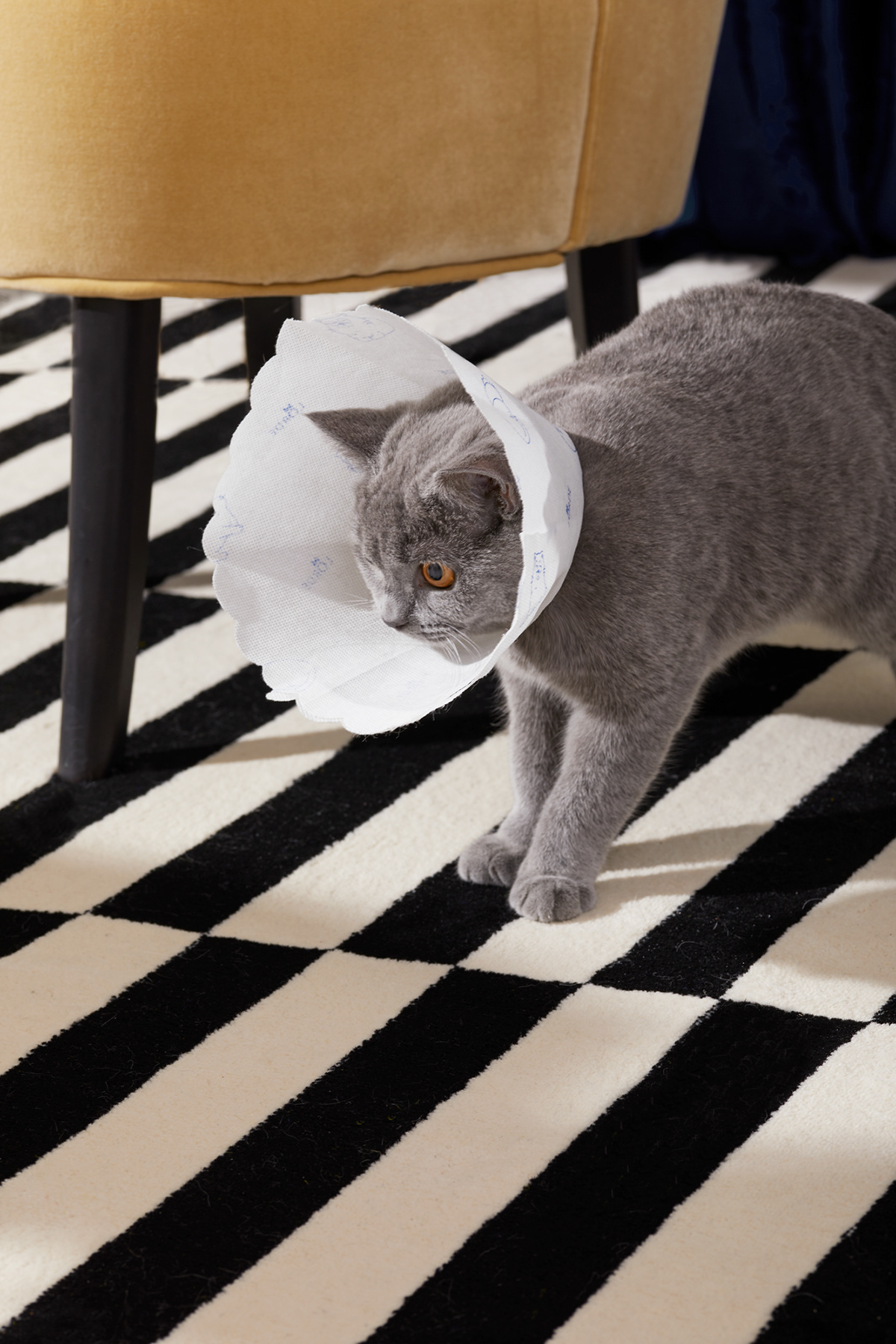 Pets，Pet surroundings，Kitty，stroke a cat，hand basket，Spoon，hide-and-seek，