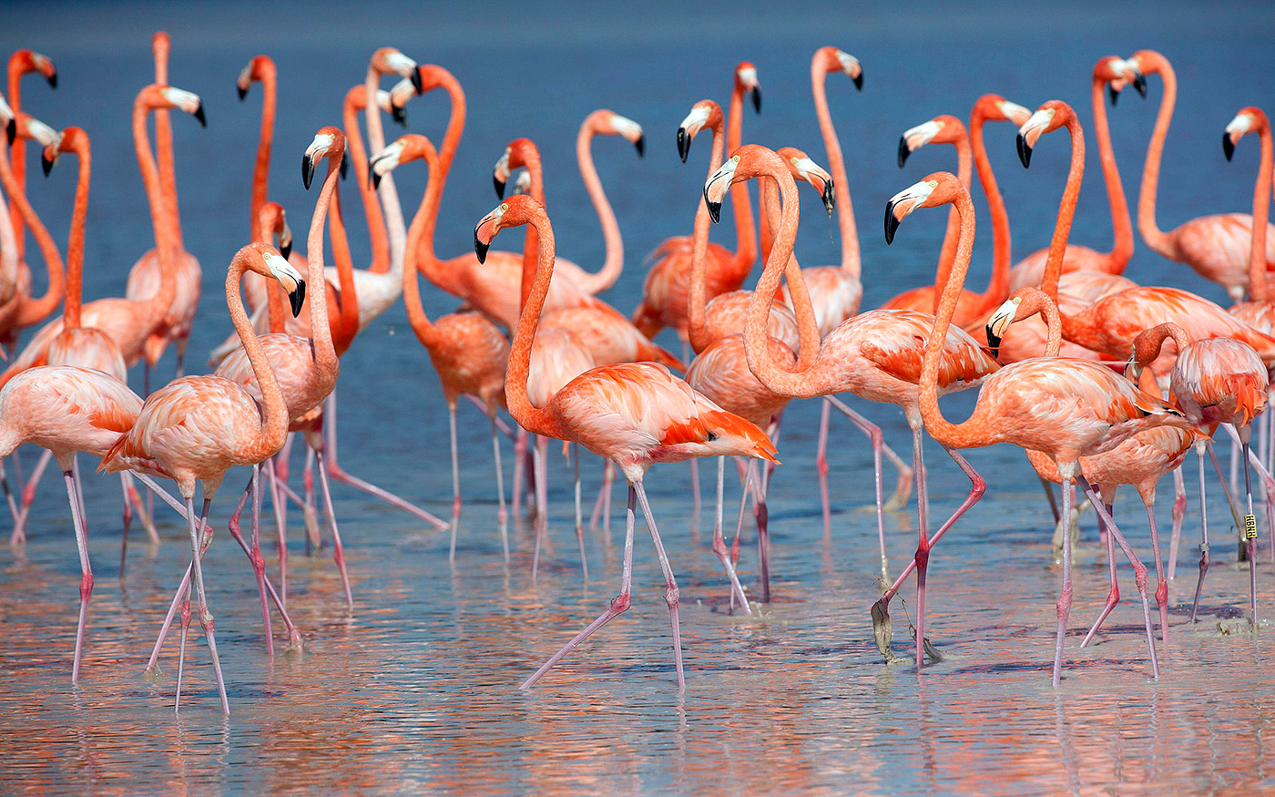 Flamingo，Floor lamp，Flamingo，