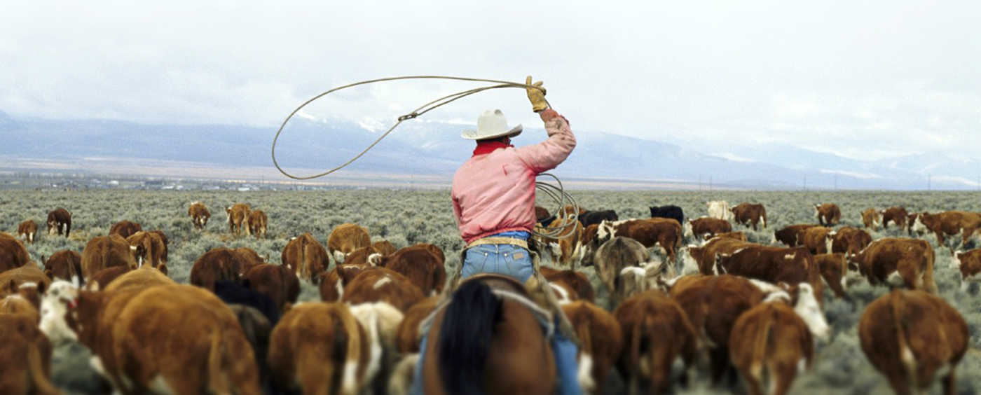 intelligence，Apple，Wrist watch，Wristwatch，