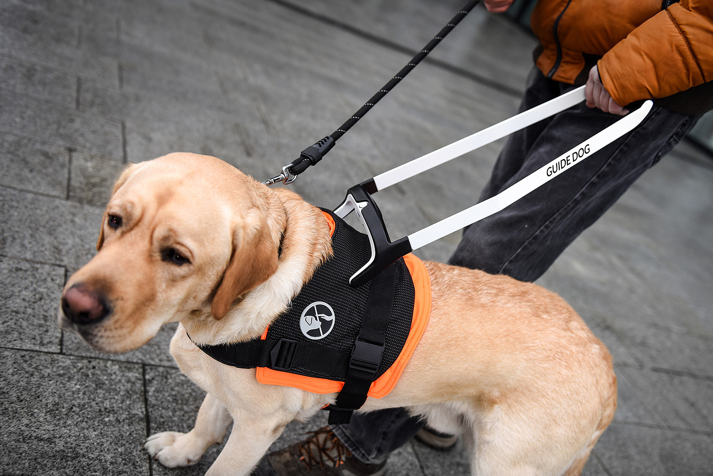 black，Dog clothing design，Guidog harness，
