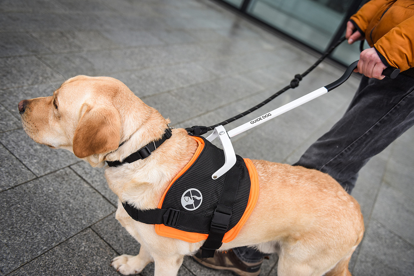 black，Dog clothing design，Guidog harness，
