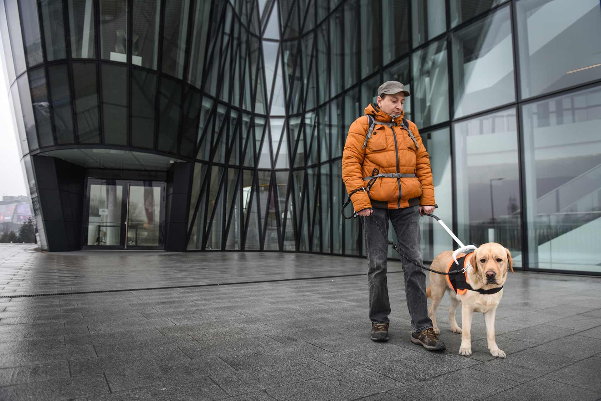 black，Dog clothing design，Guidog harness，