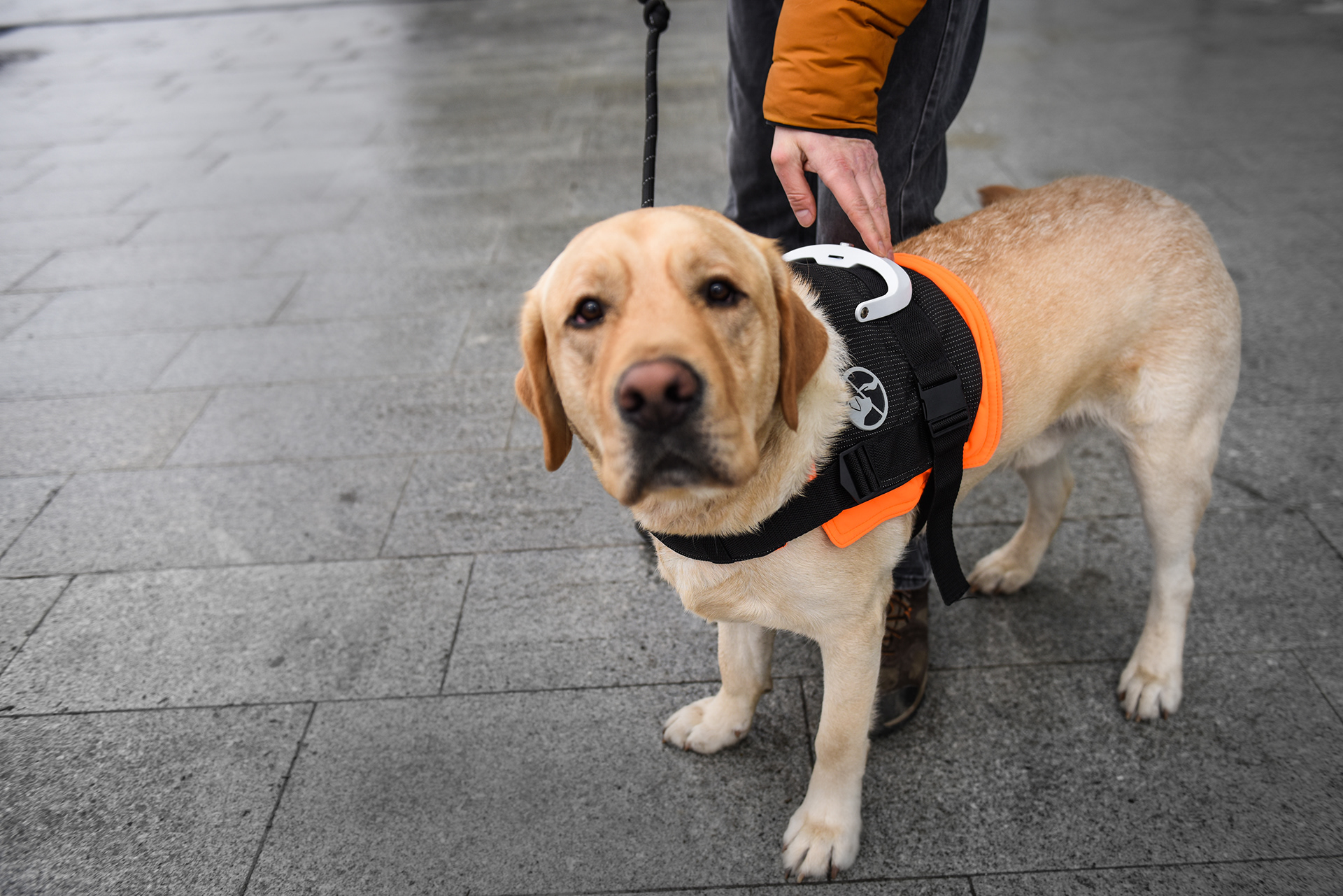 black，Dog clothing design，Guidog harness，