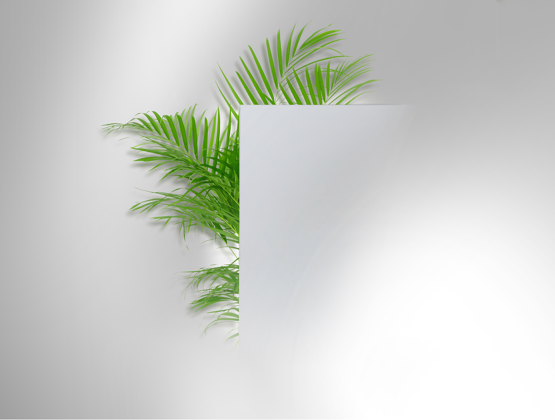 Interior design，Green plant，green，