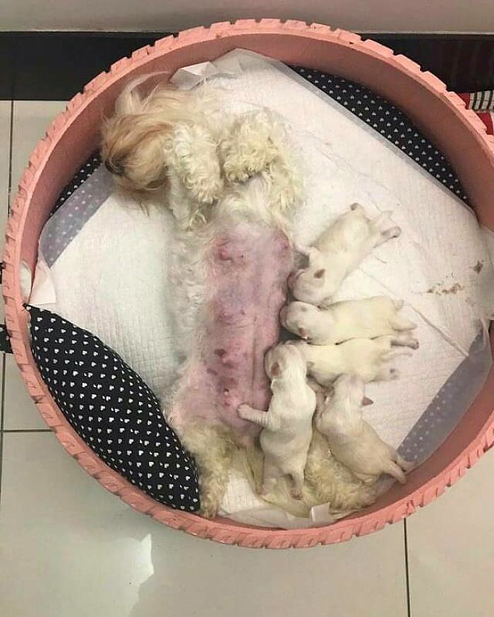 Cycle design，Cylinder design，Pet surroundings，Multicolored senior grey，Dog's nest cat's nest，tyre，Reconstruction of old objects，
