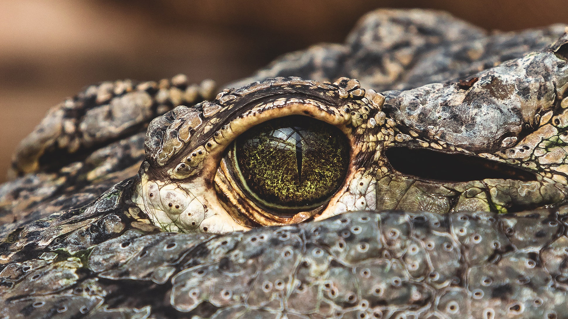 Garden tools，North America，American alligator，Hedge machine，