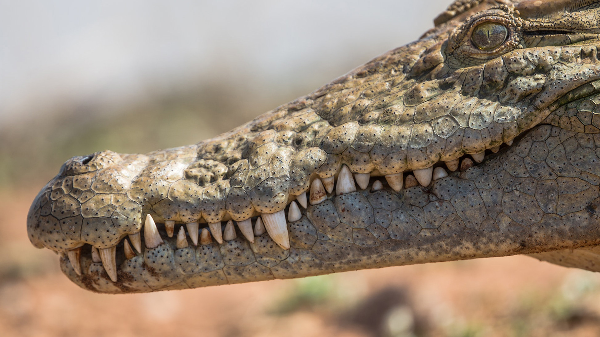 Garden tools，North America，American alligator，Hedge machine，