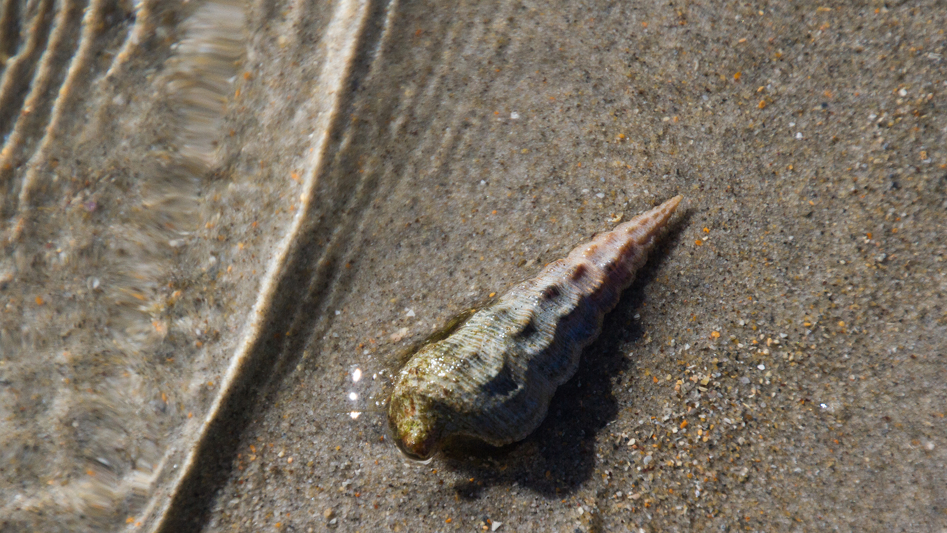 In ear，hifi，headset，snail，