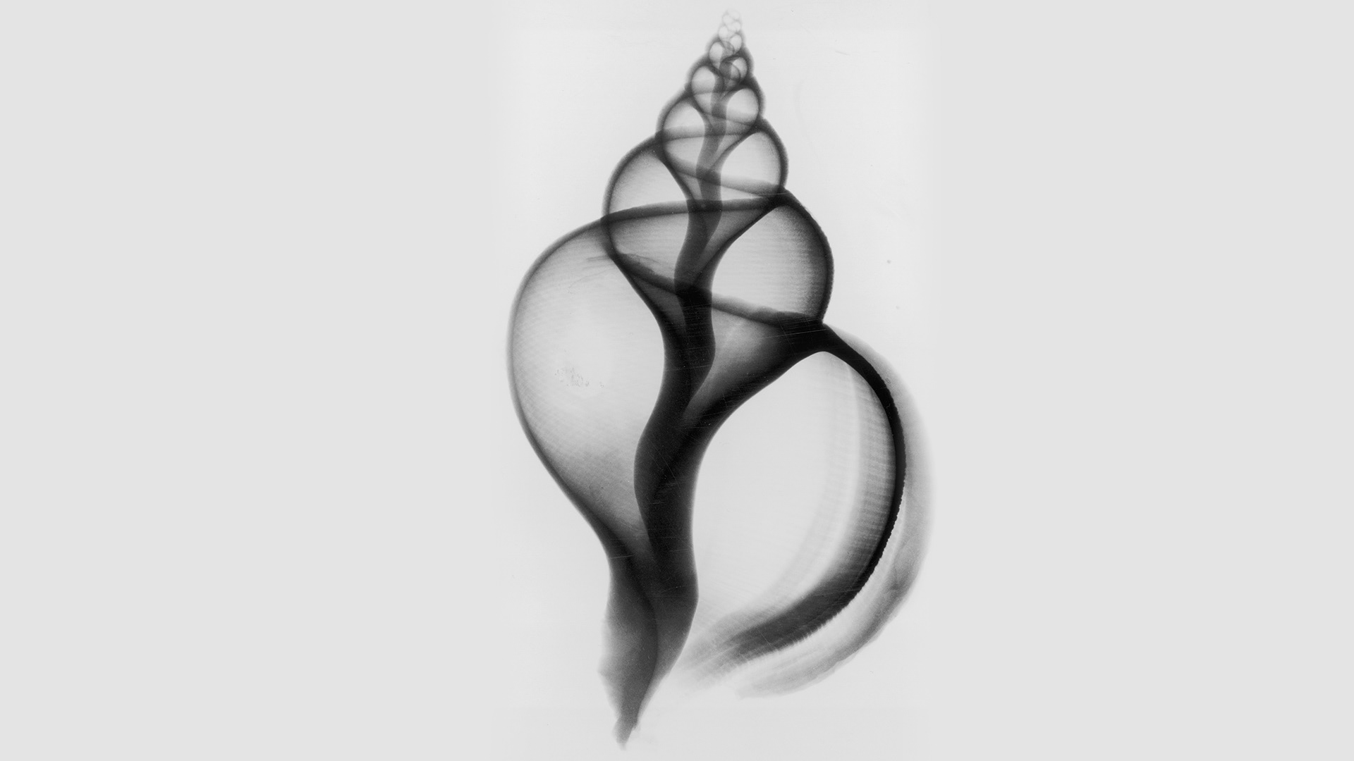 In ear，hifi，headset，snail，