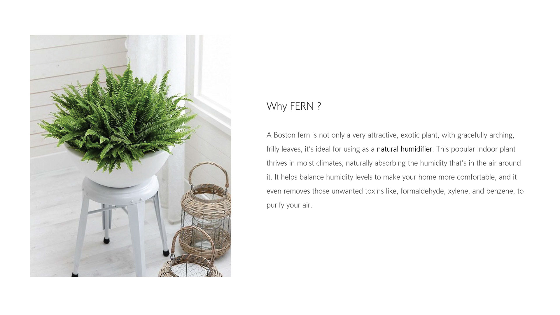 white，Implant，Fern，