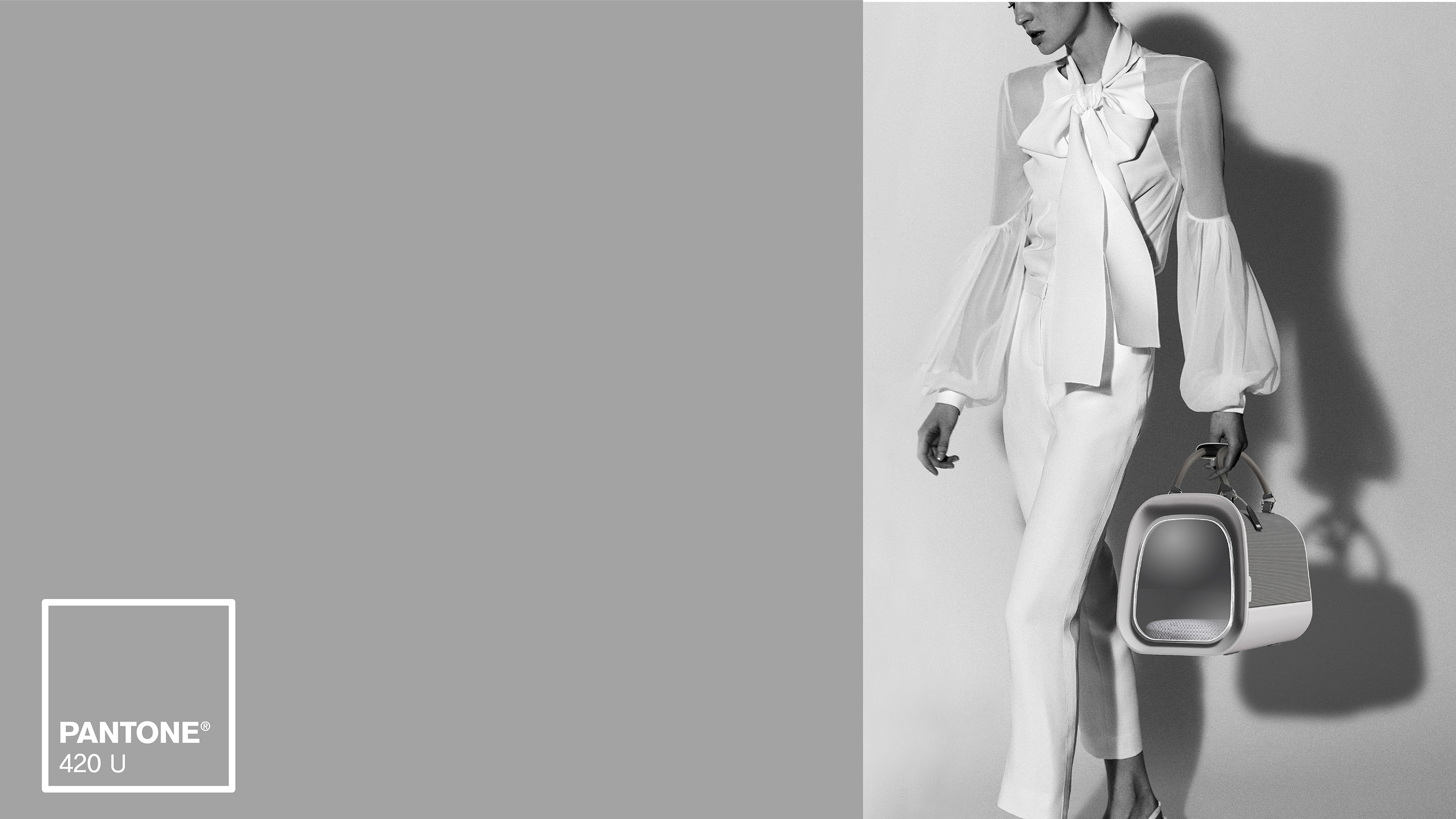 Satchel，Dog，travel，