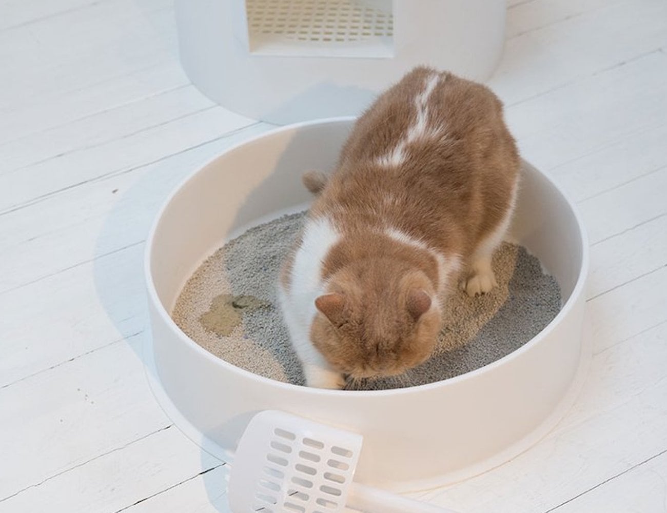 product design，Pet Supplies & Pet，Litter Basin，Pidan Snow，