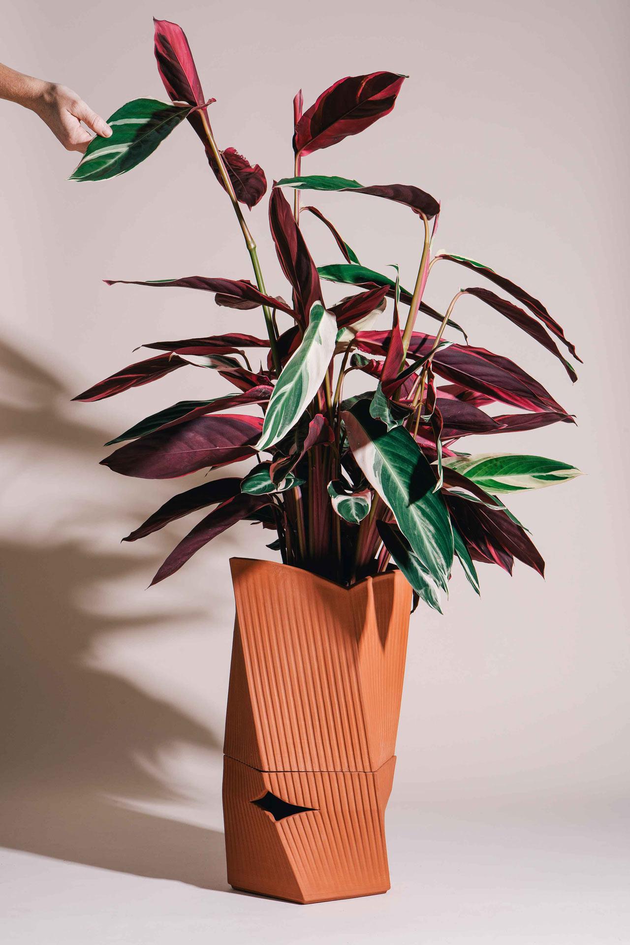 Carmen，Flowerpot，No Barcelona，