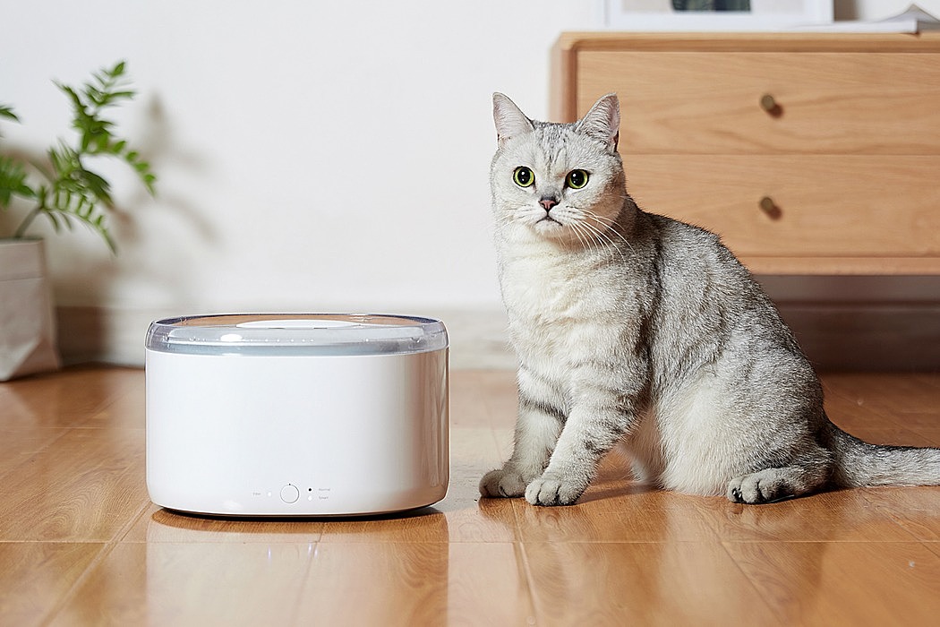 Water dispenser，Pets，cat，