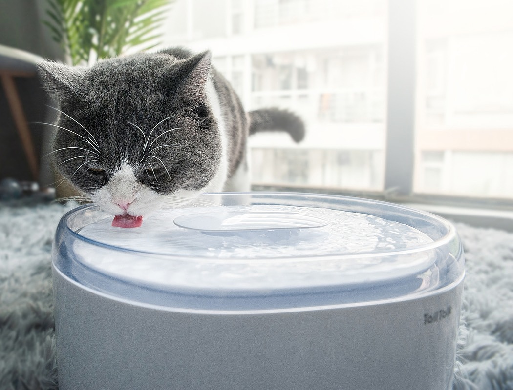 饮水器，宠物，猫，