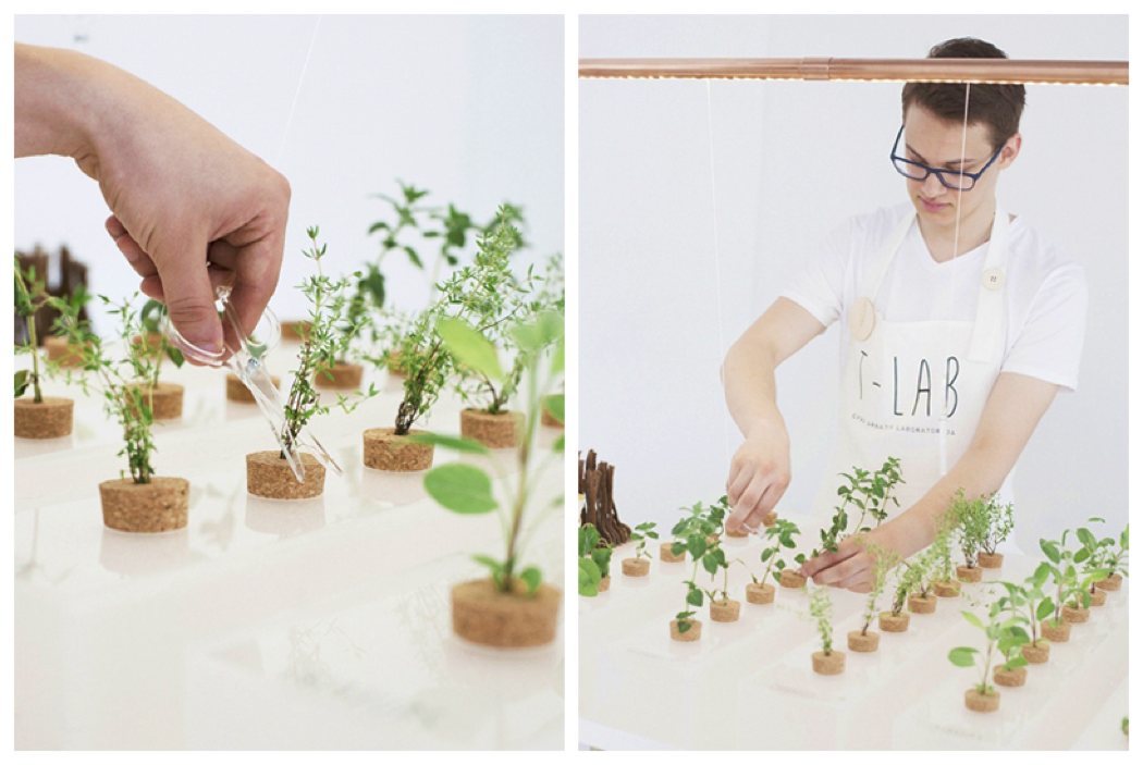 plant，healthy，tradition，natural，