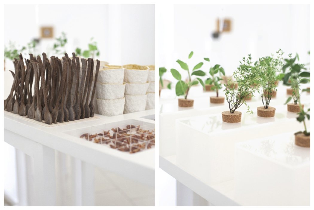 plant，healthy，tradition，natural，