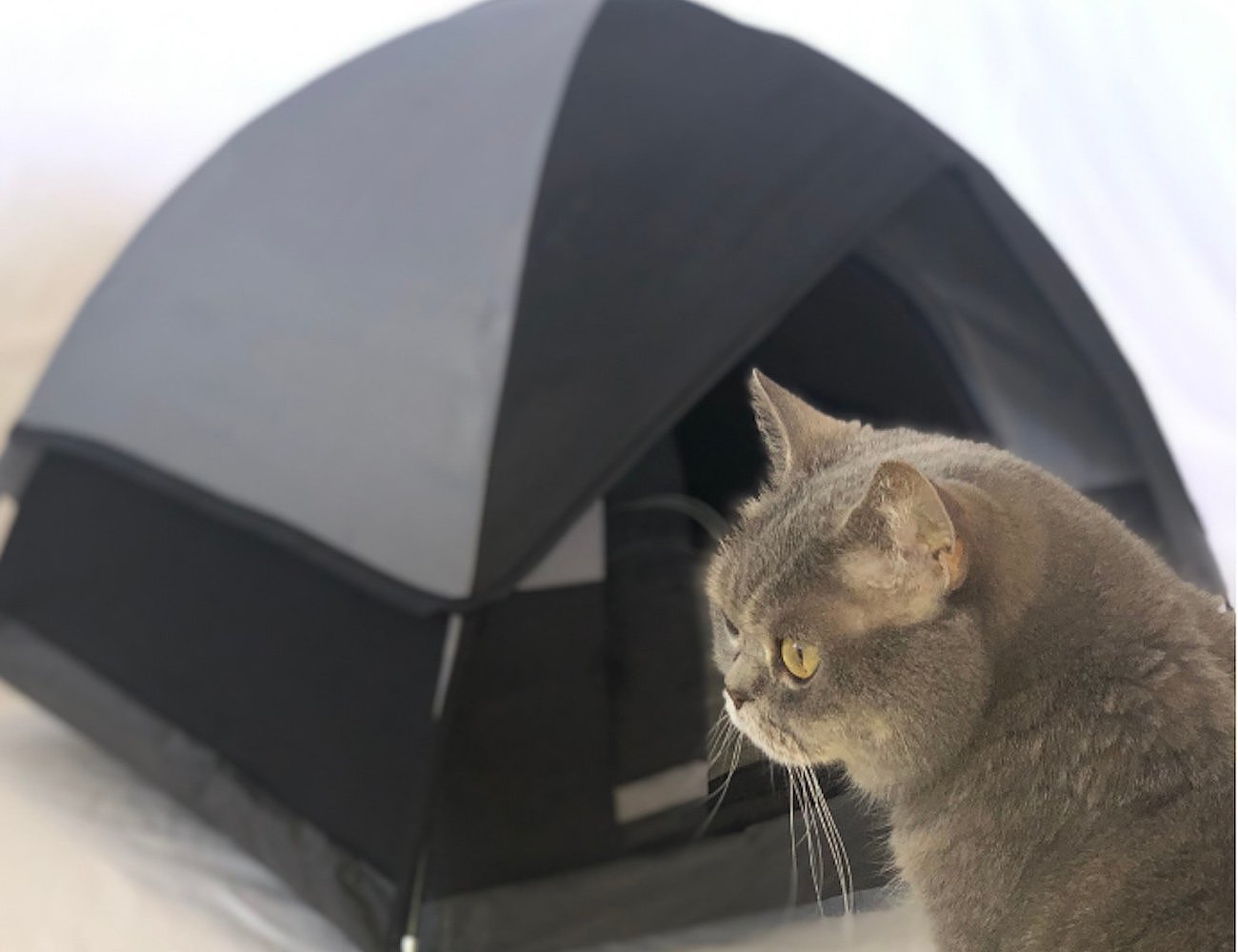 Cat Camp，宠物，帐篷，猫咪，
