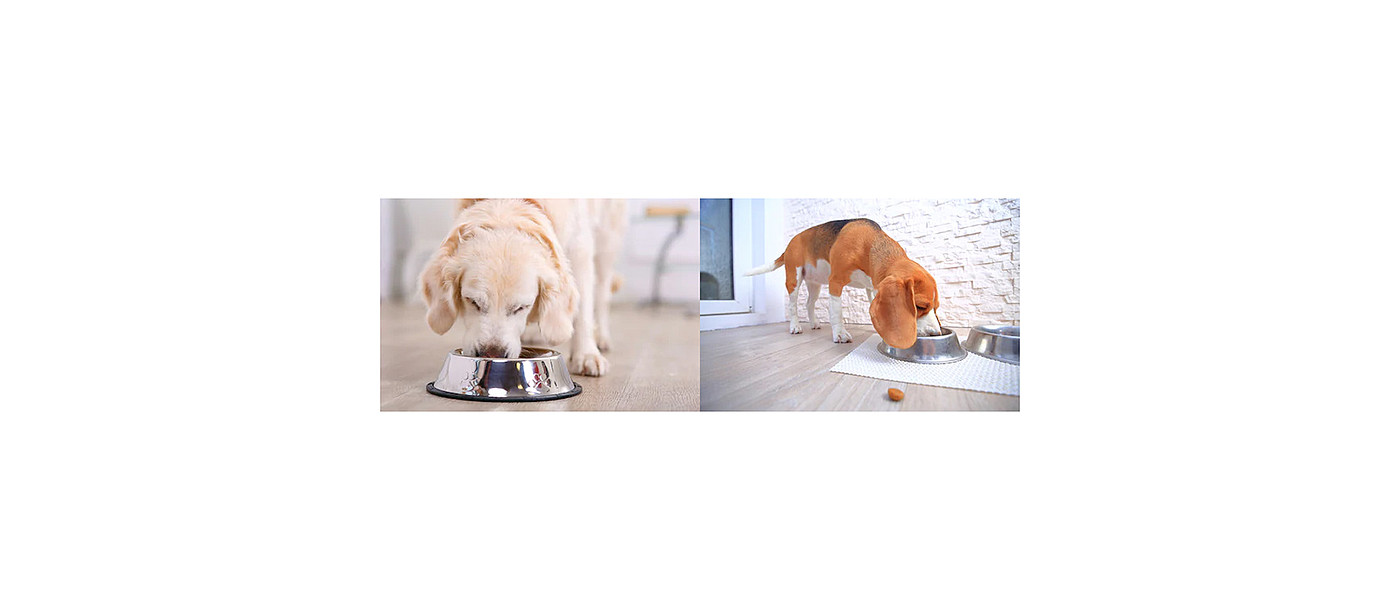 Automatic feeder，white，intelligence，