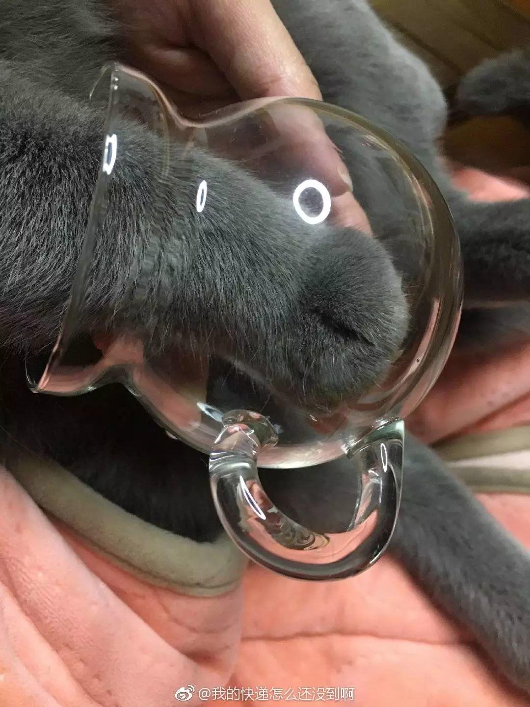 Starbucks，Restricted payment，cat paw cup，cherry blossoms，Pig cup，