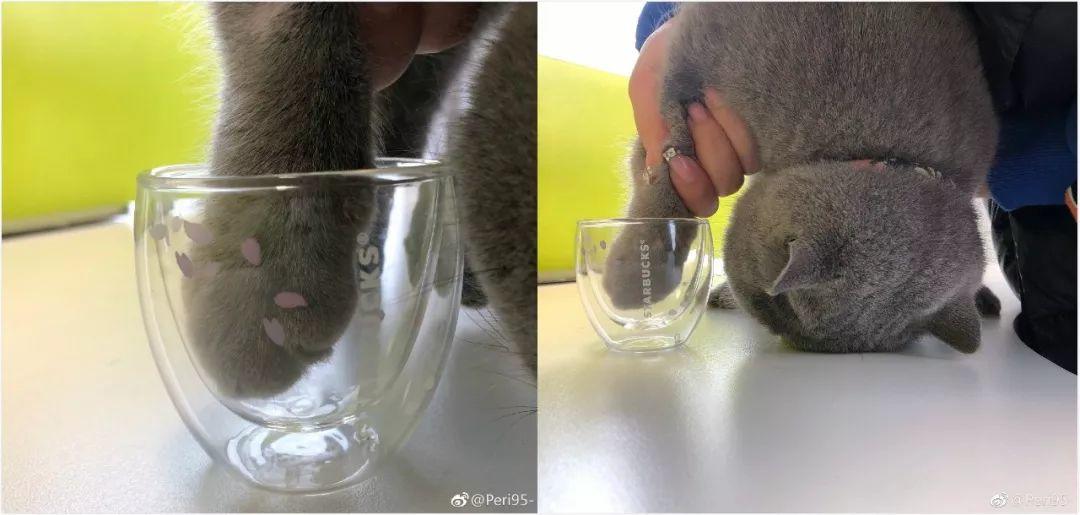 Starbucks，Restricted payment，cat paw cup，cherry blossoms，Pig cup，