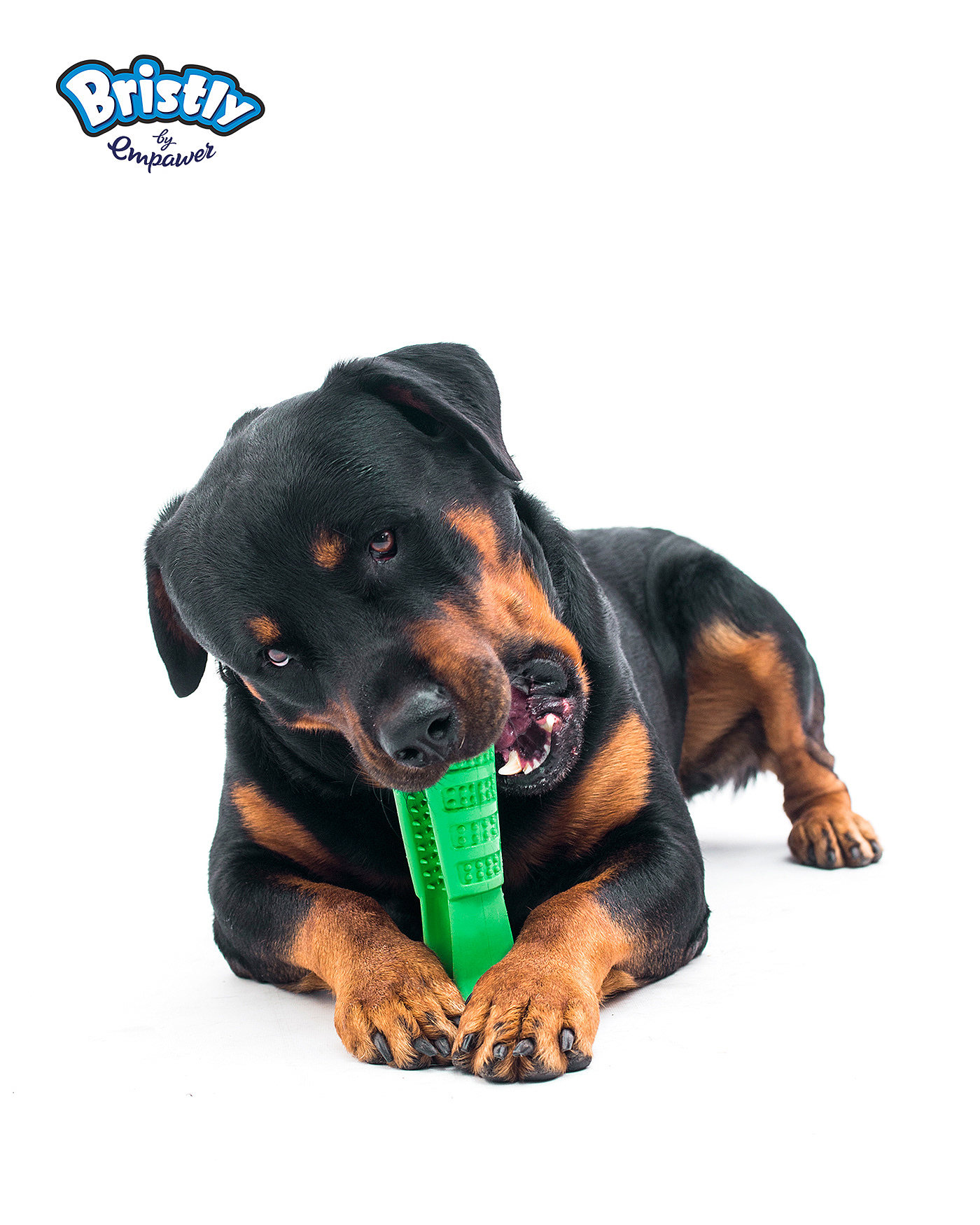 dog，Bristly Brushing，tooth，brush one 's teeth，Hairy child，Pets，Backbone Branding，