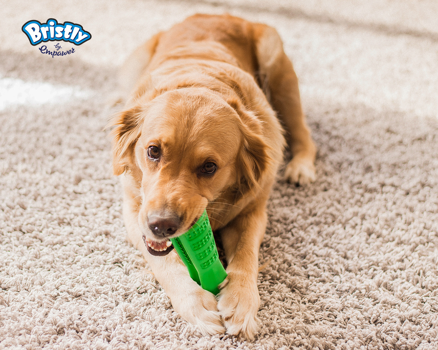 dog，Bristly Brushing，tooth，brush one 's teeth，Hairy child，Pets，Backbone Branding，