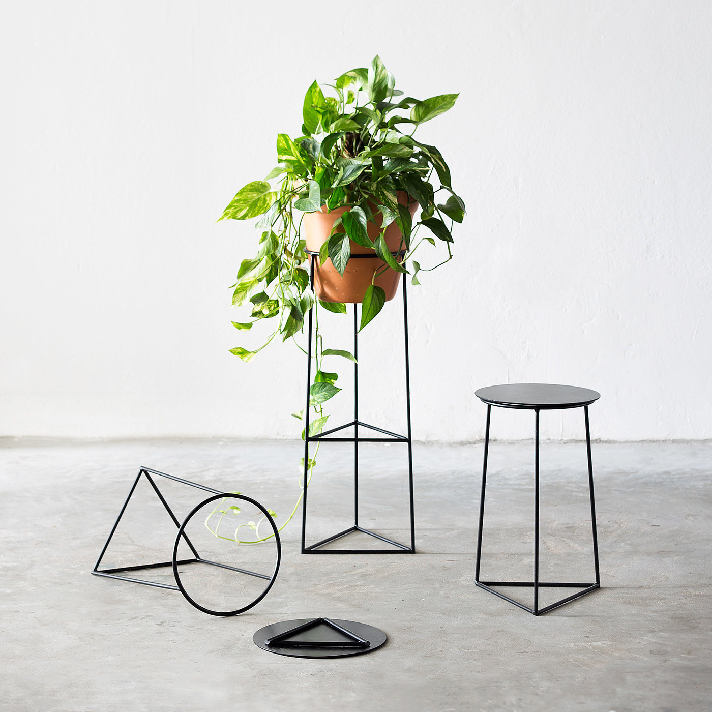 black，Botany，Flower rack，