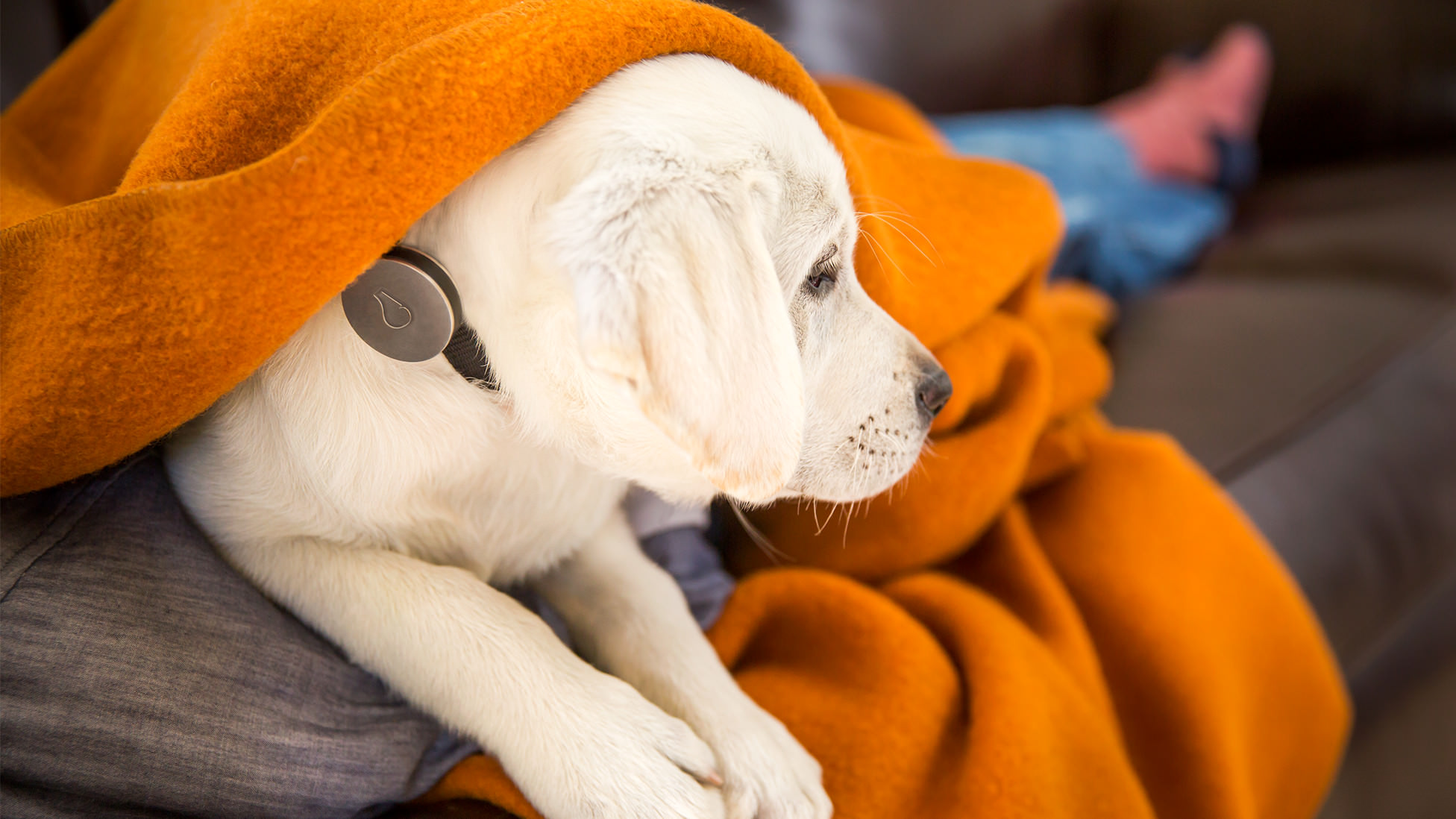 intelligence，Dog collar，Whistle，