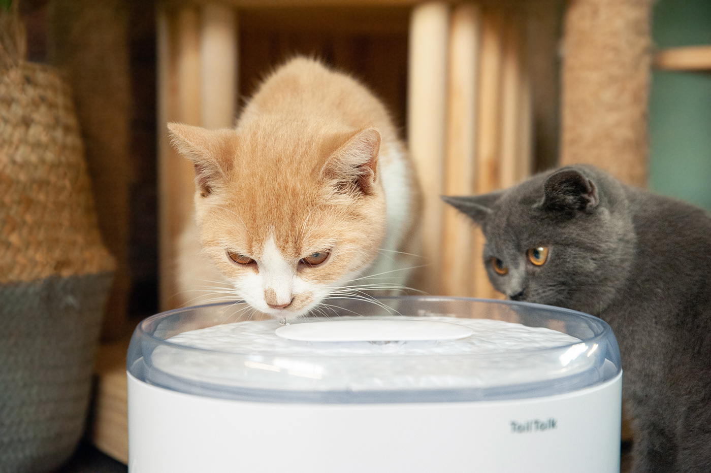 Asian Design Award，ASIA，Pets，Kitty，TailTalk，Rice Mak，Water dispenser，