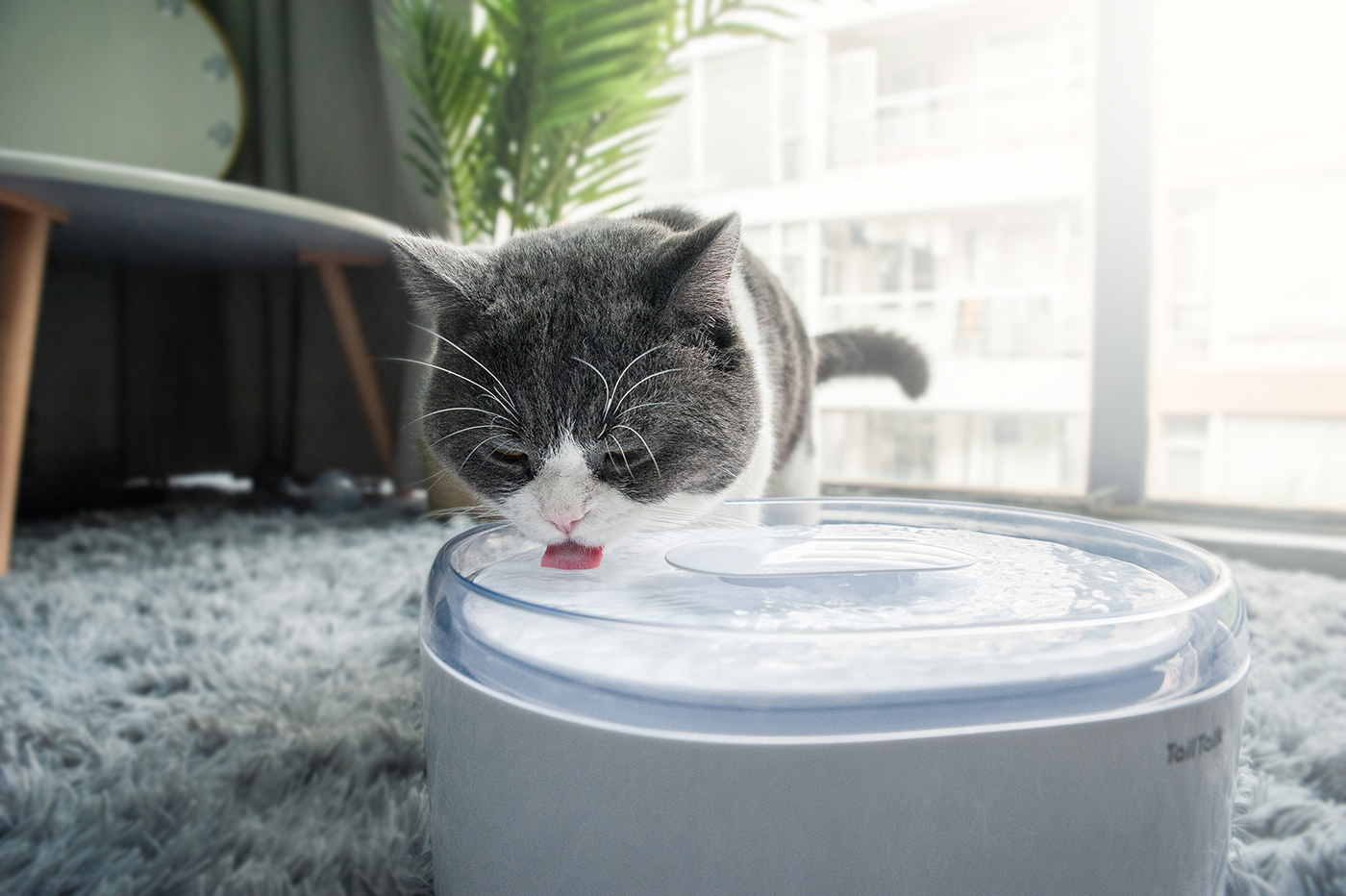 Asian Design Award，ASIA，Pets，Kitty，TailTalk，Rice Mak，Water dispenser，