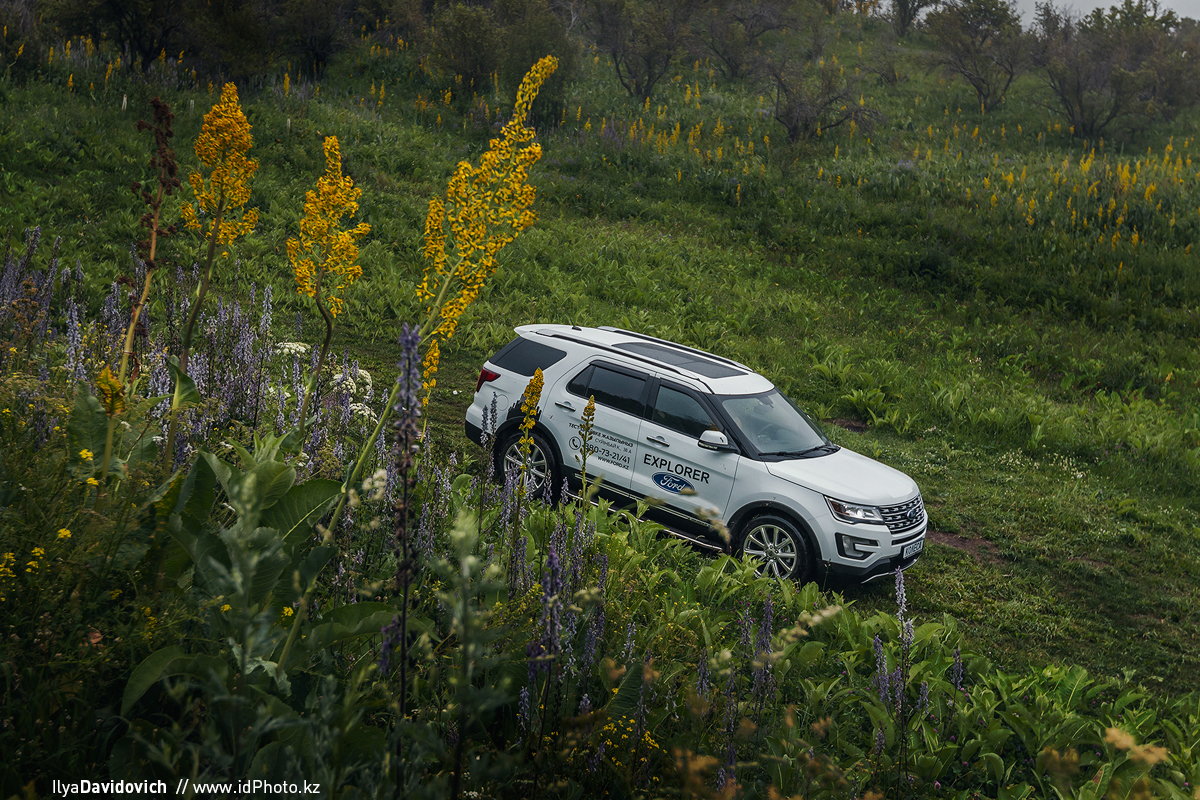 Ilya Davidovich，automobile，white，Ford，ford，