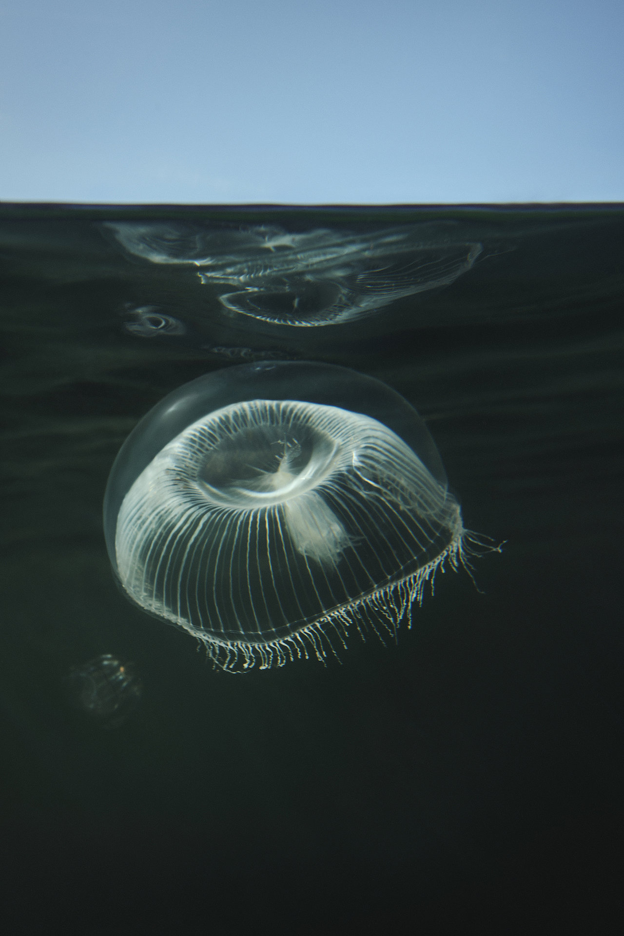 Underwater，restaurant，Norway，Snow cap，