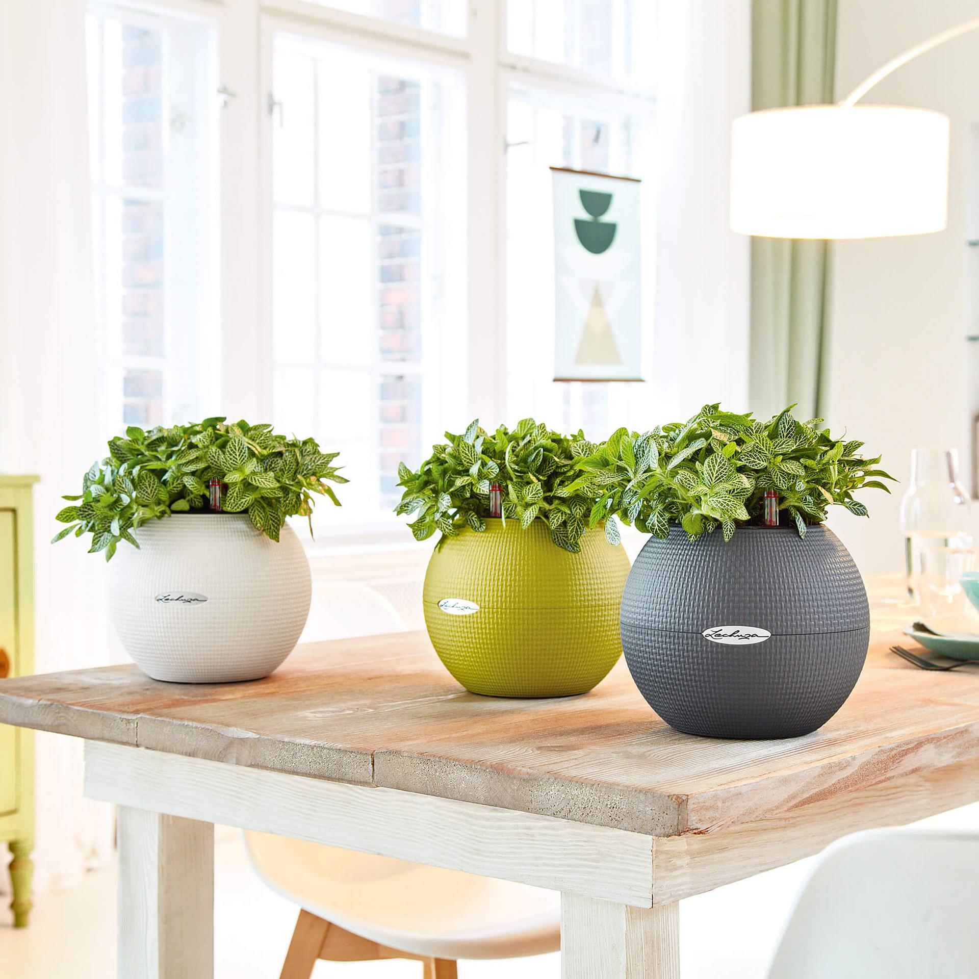 product design，industrial design，Grass green，white，grey，spherical，Flowerpot，