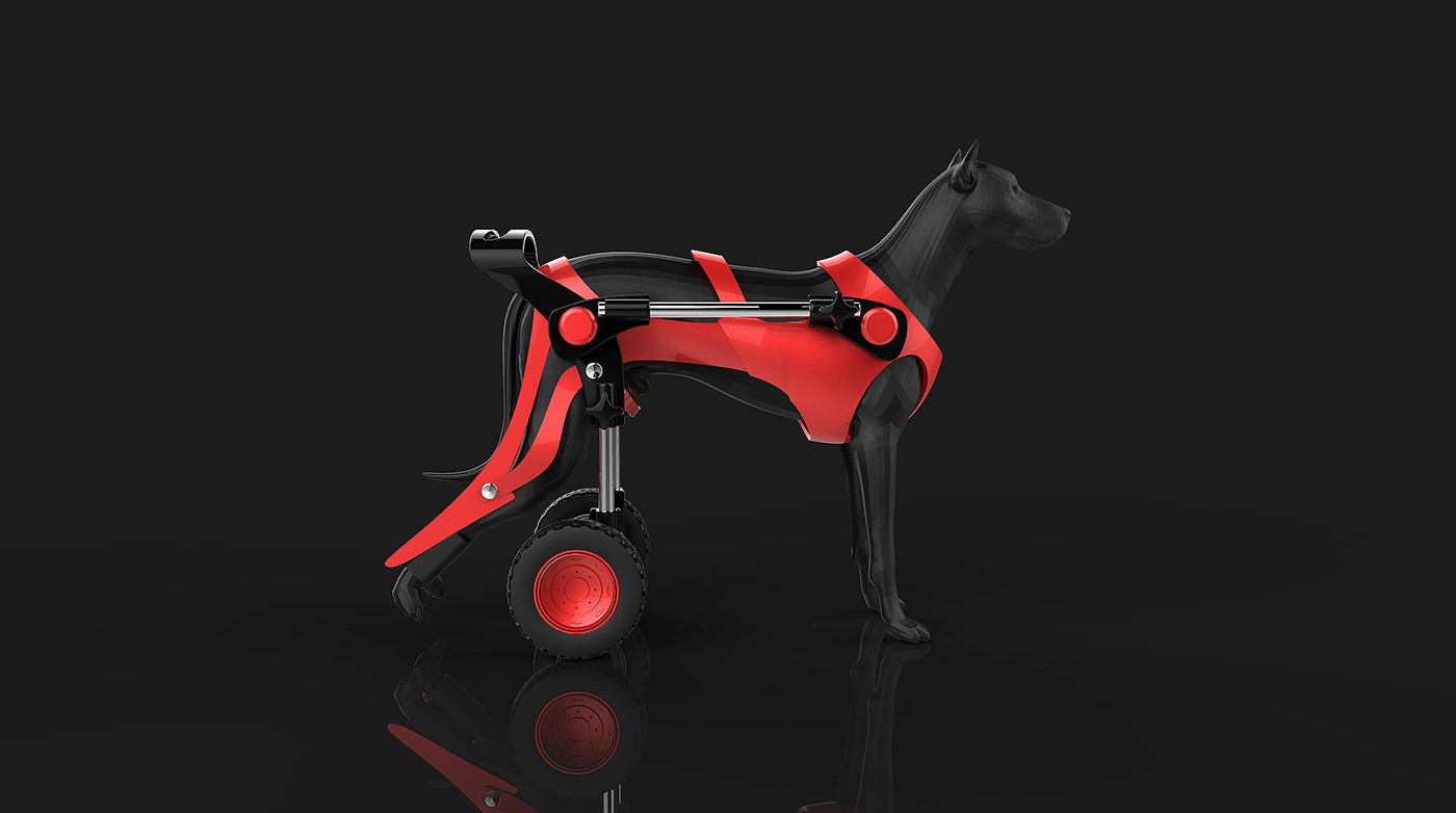 wheelchair，Mr Michał Szczególski，Pets，Bracket，