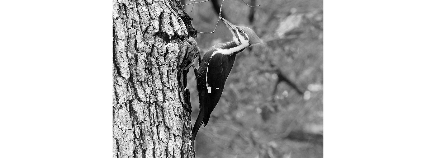 Woodpecker，a hook，lovely，